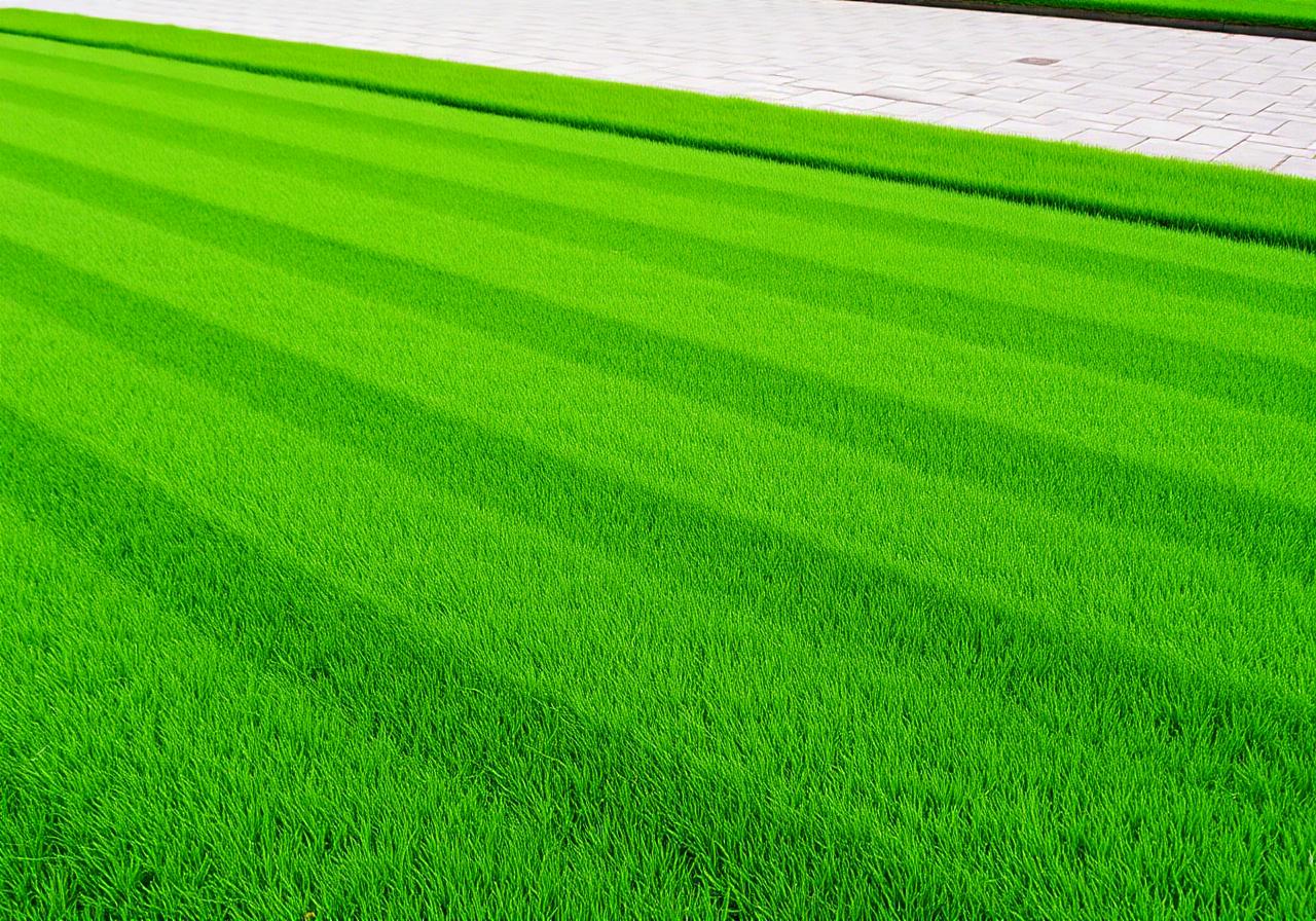 Lawn Care & Tidy-Ups